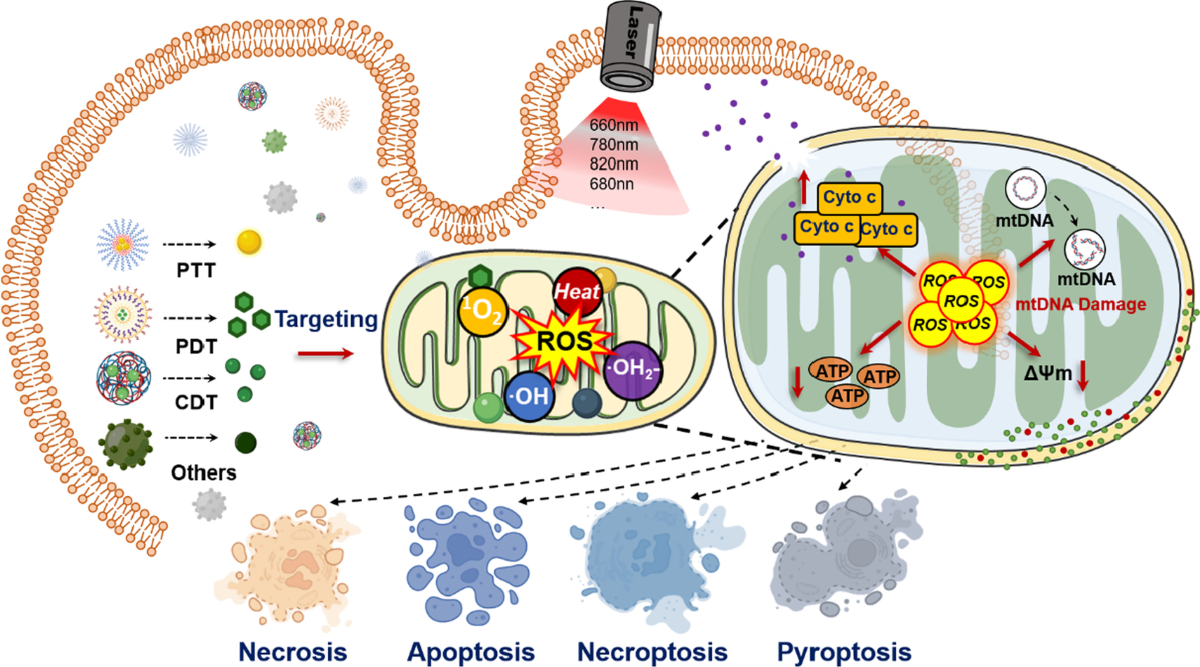 Mitochondrial adaptation in cancer drug resistance: prevalence, mechanisms,  and management | Journal of Hematology & Oncology | Full Text