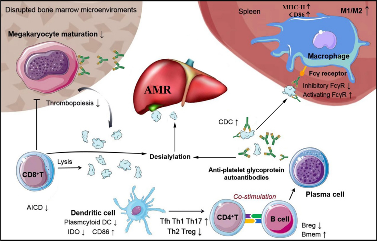 How we treat primary immune thrombocytopenia in adults | Journal 