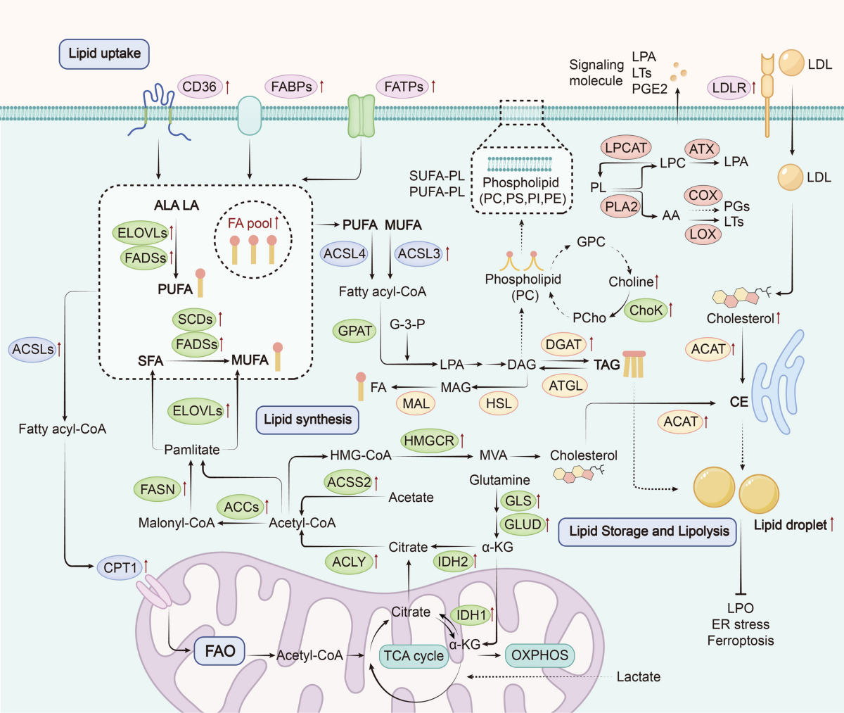 Lipid metabolic reprogramming in tumor microenvironment: from mechanisms to therapeutics | Journal of Hematology & Oncology