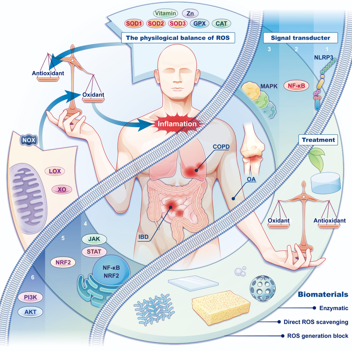 glutathione ros scavenger Reactive oxygen species (ROS) scavenging biomaterials for anti-inflammatory  diseases: from mechanism to therapy | Journal of Hematology & Oncology