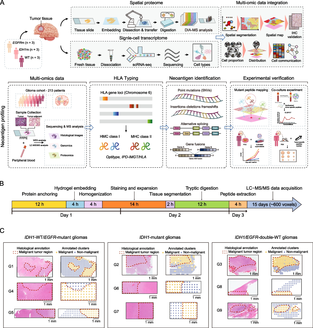 proimmune glutathione Evaluation of Glutathione in Spike Protein of SARS-CoV-2 Induced Immunothrombosis and Cytokine Dysregulation proimmune glutathione Evaluation of Glutathione in Spike Protein of SARS-CoV-2 Induced Immunothrombosis and Cytokine Dysregulation
