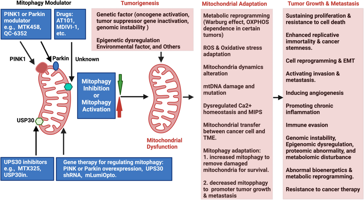 cigarette smoke p53 parkin mitophagy Mitophagy's impacts on cancer and neurodegenerative diseases: implications  for future therapies | Journal of Hematology & Oncology