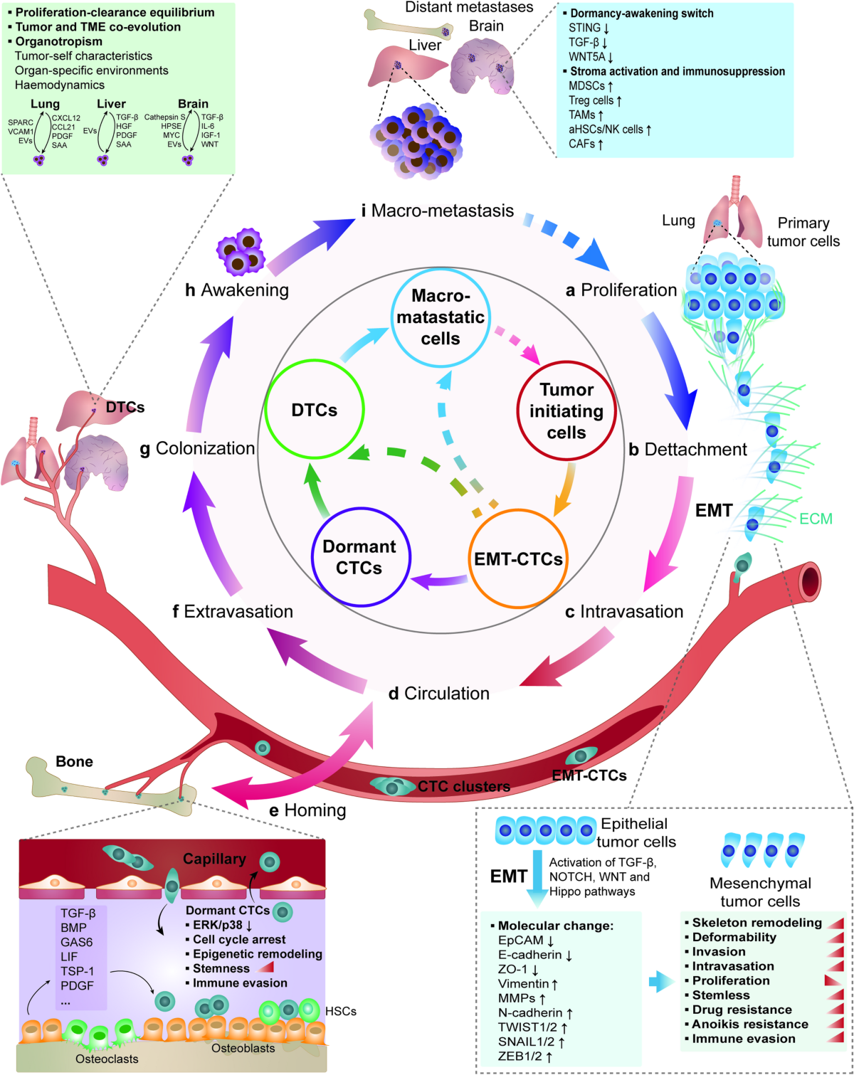 glutathione bell pepper Enzymatic activity of ascorbate peroxidase (A), glutathione peroxidase