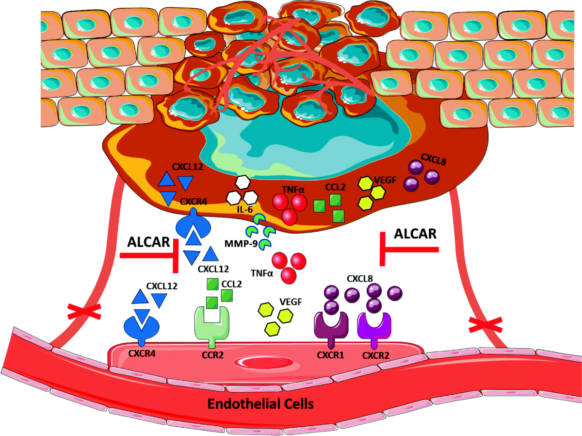 Acetyl-L-Carnitine downregulates invasion (CXCR4/CXCL12, MMP-9) and  angiogenesis (VEGF, CXCL8) pathways in prostate cancer cells: rationale for  prevention and interception strategies | Journal of Experimental & Clinical  Cancer Research