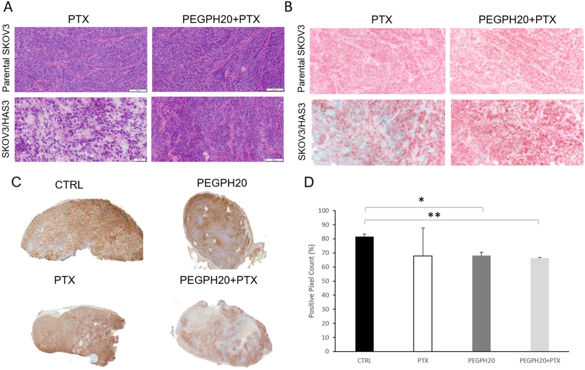 PEGylated recombinant human hyaluronidase (PEGPH20) pre-treatment improves  intra-tumour distribution and efficacy of paclitaxel in preclinical models  | Journal of Experimental & Clinical Cancer Research | Full Text