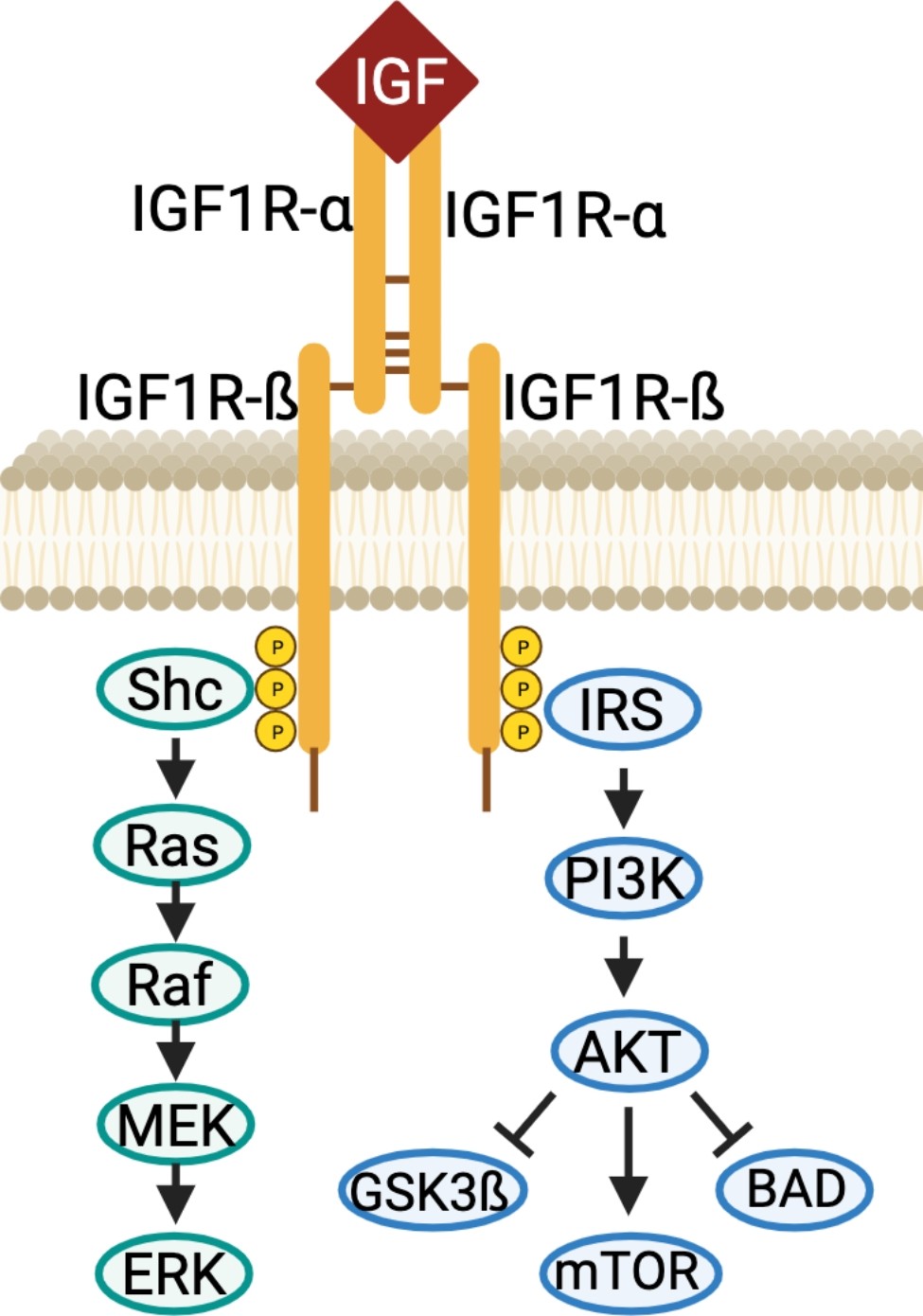 IGF-1R targeting in cancer – does sub-cellular localization matter? |  Journal of Experimental & Clinical Cancer Research