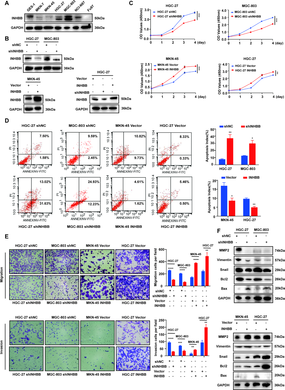 Paracrine activin B-NF-κB signaling shapes an inflammatory tumor  microenvironment in gastric cancer via fibroblast reprogramming | Journal  of Experimental & Clinical Cancer Research | Springer Nature Link