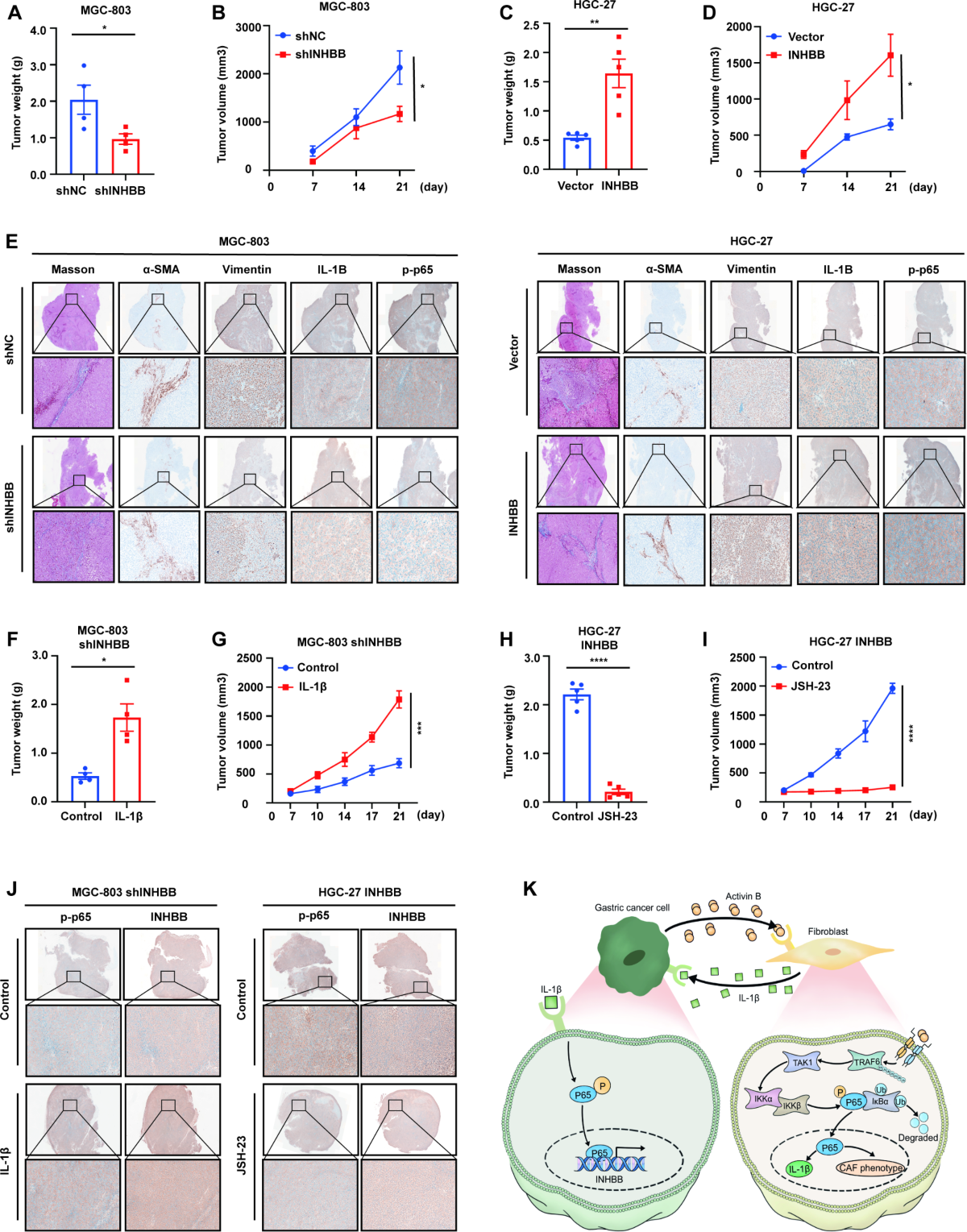 Paracrine activin B-NF-κB signaling shapes an inflammatory tumor  microenvironment in gastric cancer via fibroblast reprogramming | Journal  of Experimental & Clinical Cancer Research | Springer Nature Link