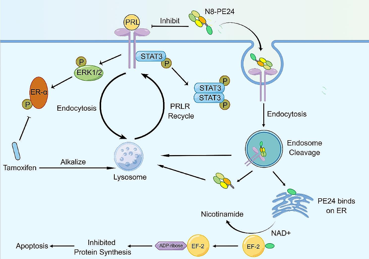 The immunotoxin targeting PRLR increases tamoxifen sensitivity and enhances  the efficacy of chemotherapy in breast cancer | Journal of Experimental &  Clinical Cancer Research | Full Text