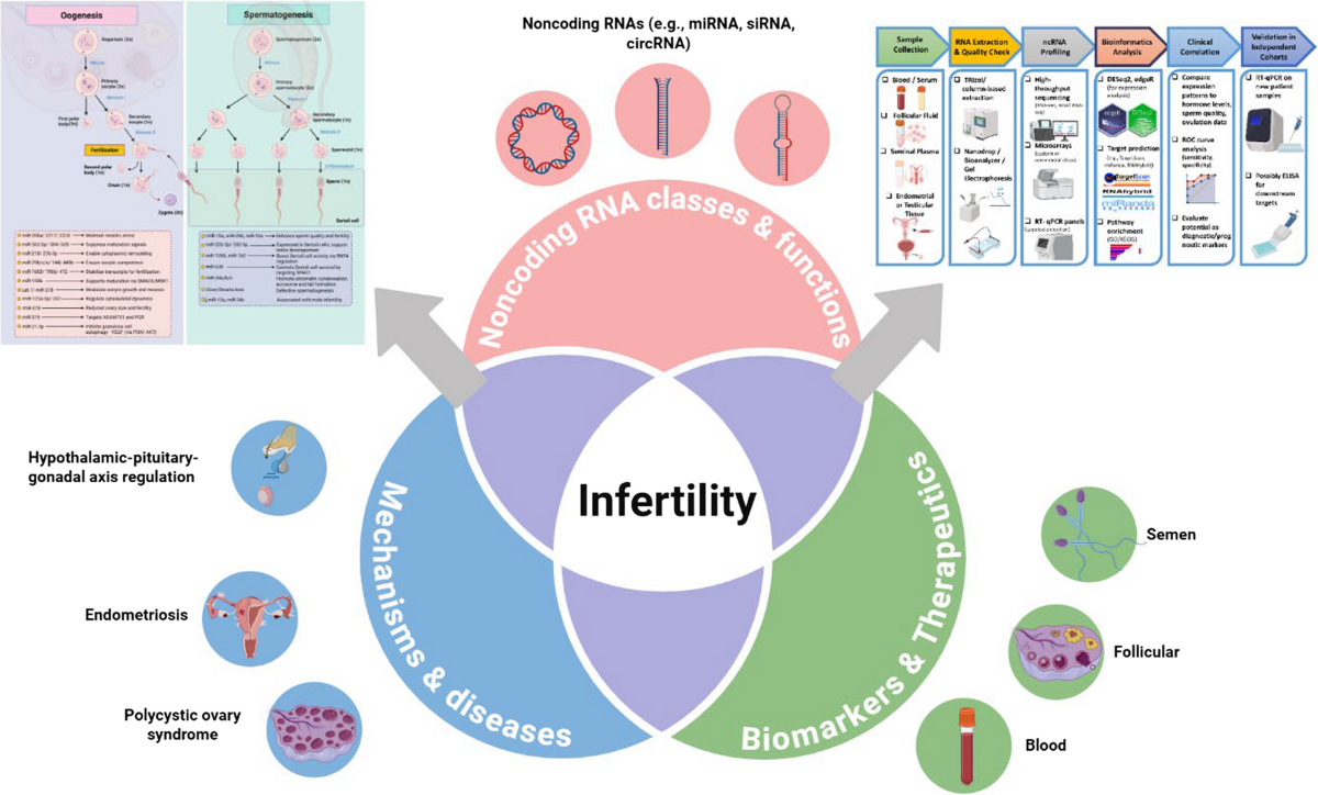 Gene regulation by non-Coding RNAs in infertility: a mechanistic review | Journal of Ovarian Research | Springer Nature Link Gene regulation by non-Coding RNAs in infertility: a mechanistic review | Journal of Ovarian Research | Springer Nature Link