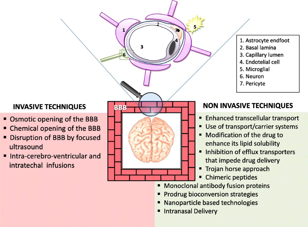 does tirzepatide cross the blood brain barrier Possible strategies to cross the blood–brain barrier | Italian Journal of  Pediatrics