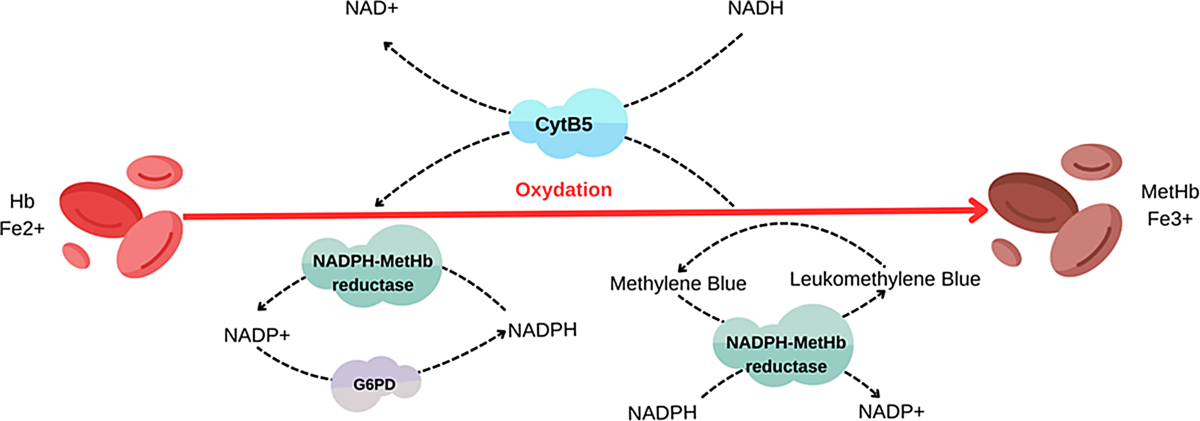 glutathione converts hemoglobin to methemoglobin A blue blood toddler– a case report of methemoglobinemia and literature review | Italian Journal of Pediatrics Size:60 softgels x 1 (One Month Supply) Thiogia Injection Suppliers at claim|gluten_free