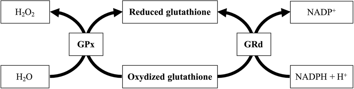 glutathione thyroid antibodies Oxidative stress in Hashimoto's thyroiditis: possible adjuvant therapies to  attenuate deleterious effects | Molecular and Cellular Biochemistry