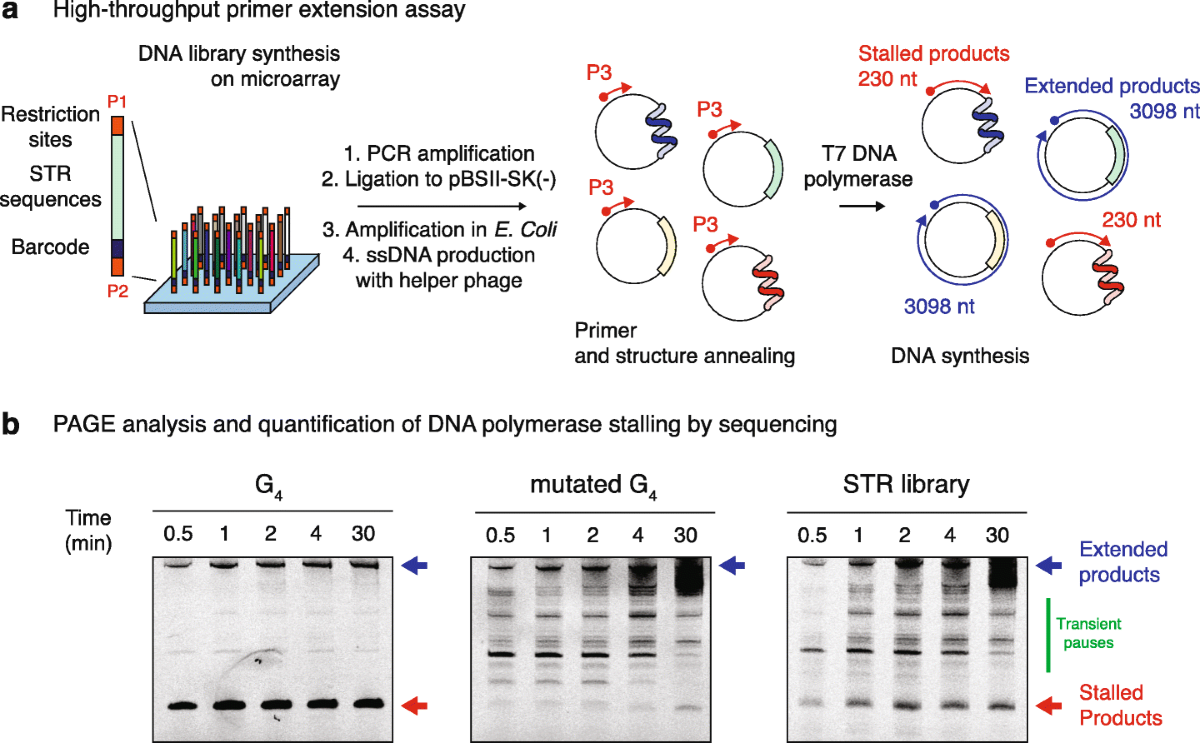 DNA polymerase stalling at structured DNA constrains the expansion of short  tandem repeats | Genome Biology | Springer Nature Link