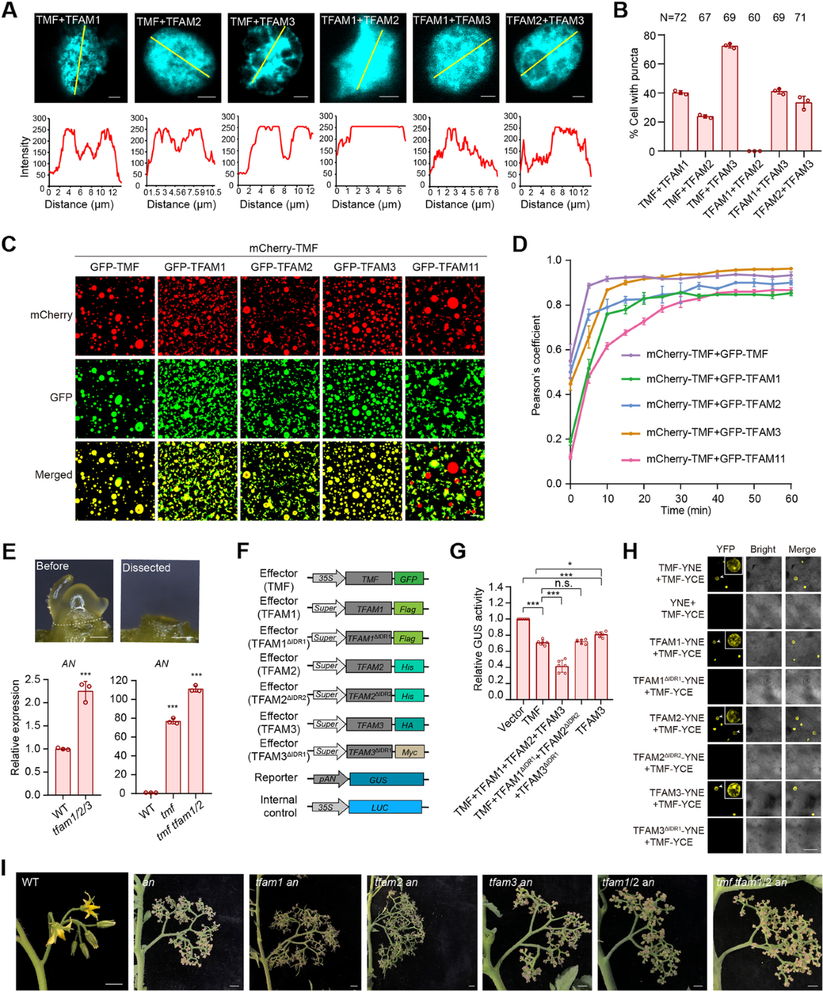 Tie-lines reveal interactions driving heteromolecular condensate formation