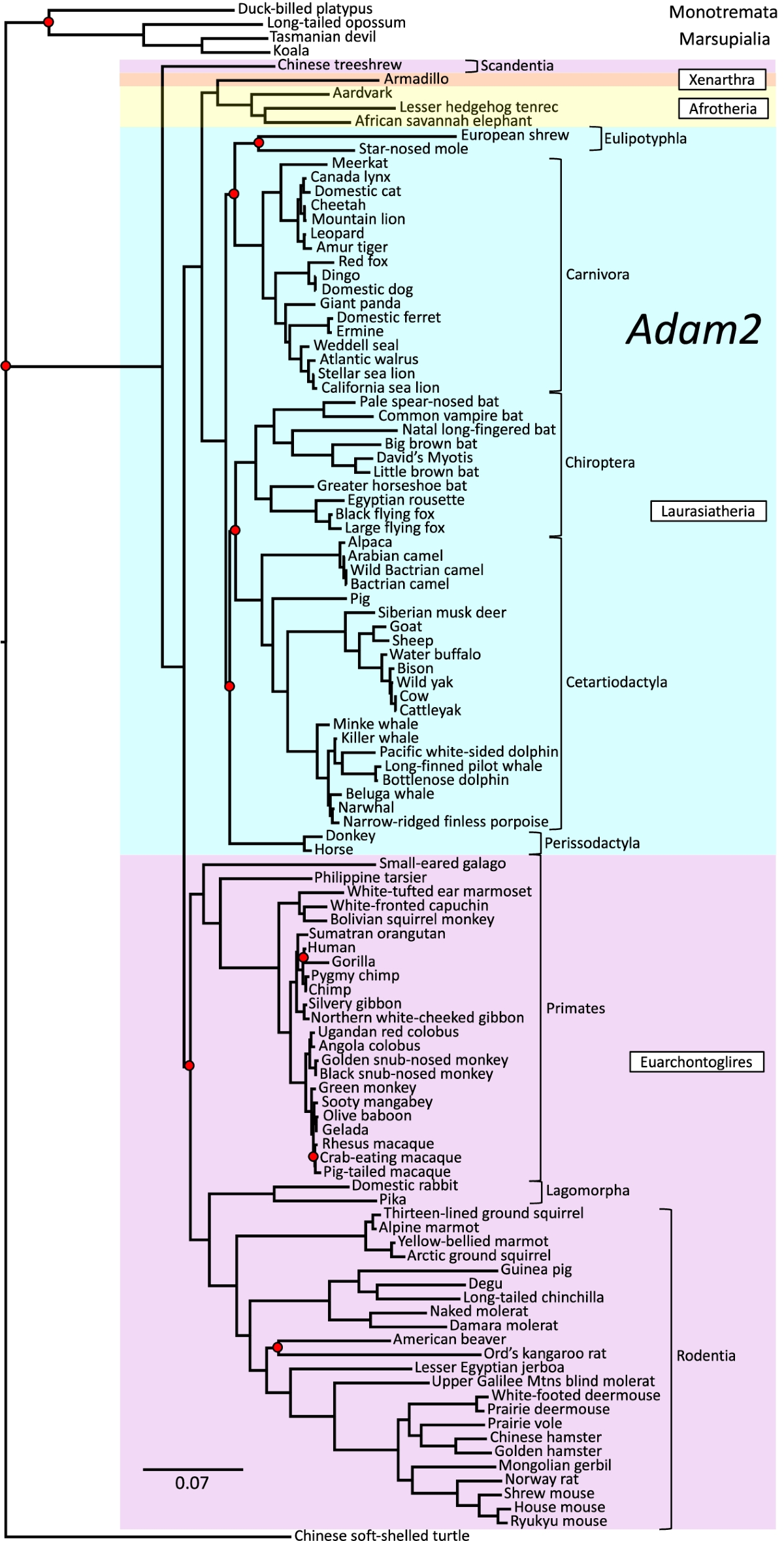 Rapid divergence of a gamete recognition gene promoted macroevolution of  Eutheria | Genome Biology | Springer Nature Link
