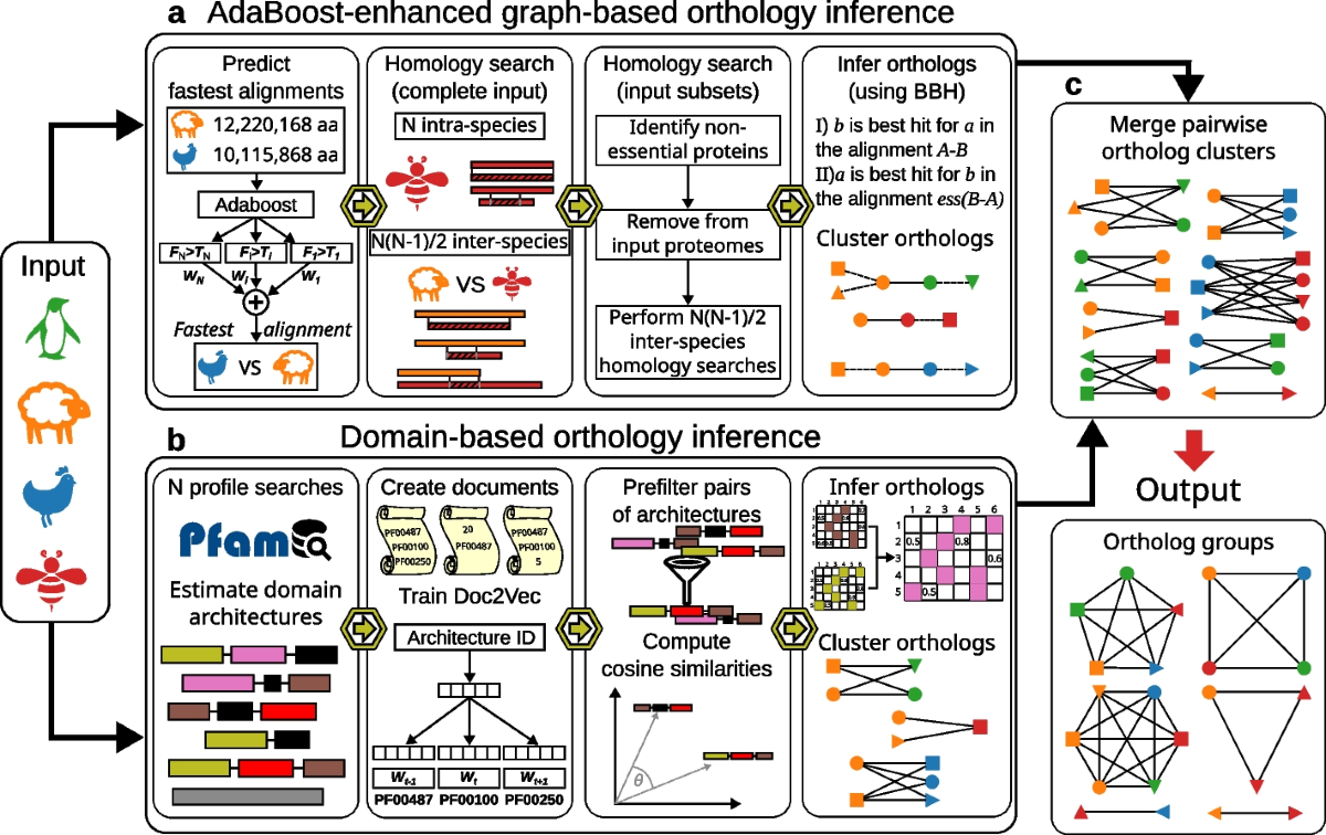SonicParanoid2: fast, accurate, and comprehensive orthology 