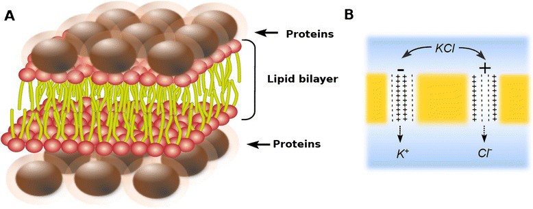 Once upon a time the cell membranes: 175 years of cell boundary 