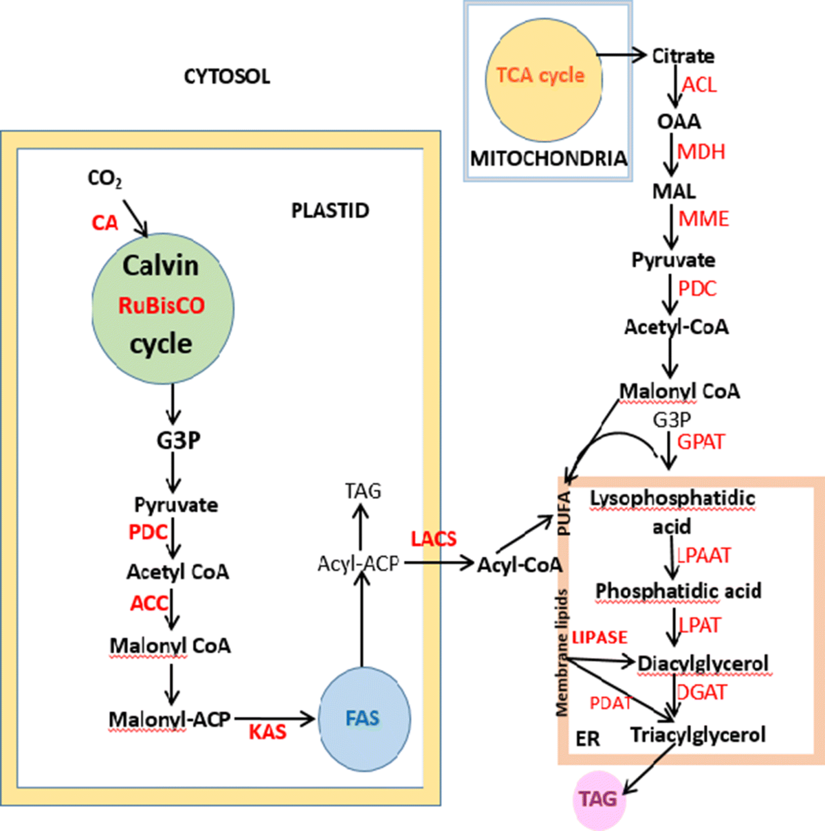 Recent developments in synthetic biology and metabolic engineering in  microalgae towards biofuel production | Biotechnology for Biofuels and  Bioproducts