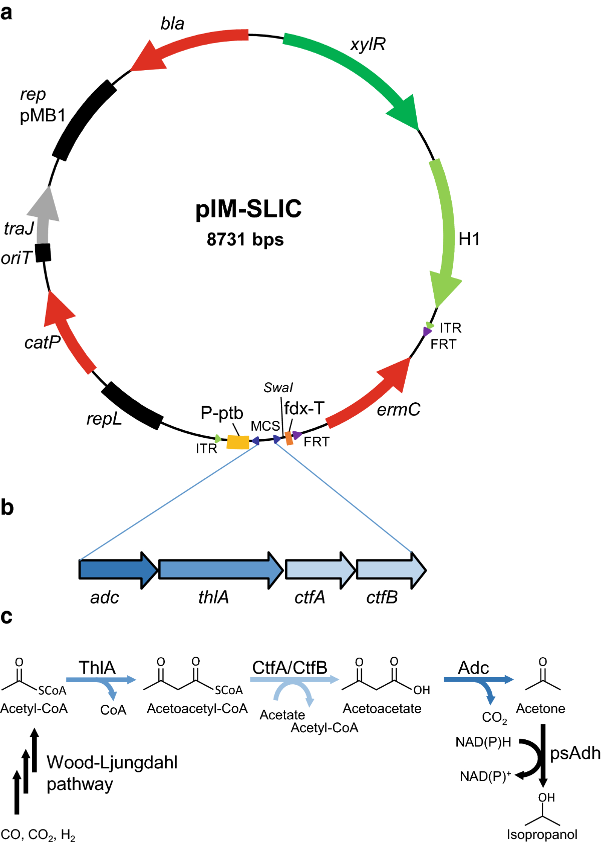 Development of a metabolic pathway transfer and genomic integration system  for the syngas-fermenting bacterium Clostridium ljungdahlii | Biotechnology  for Biofuels and Bioproducts | Springer Nature Link