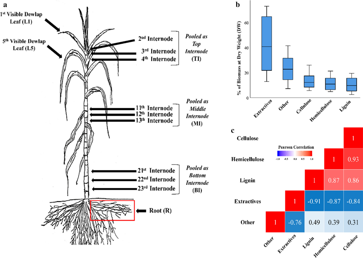 Variation in sugarcane biomass composition and enzymatic saccharification  of leaves, internodes and roots | Biotechnology for Biofuels and Bioproducts, image size:1200x852