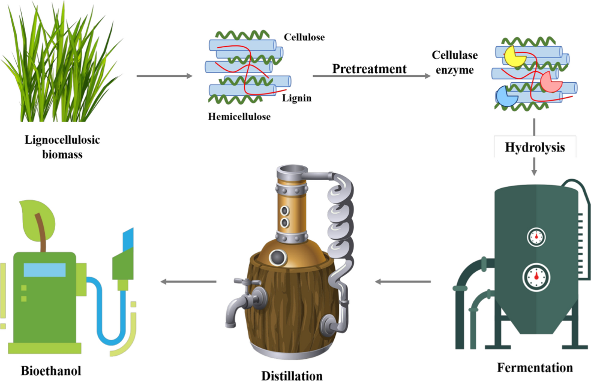 Strategies of pretreatment of feedstocks for optimized bioethanol 