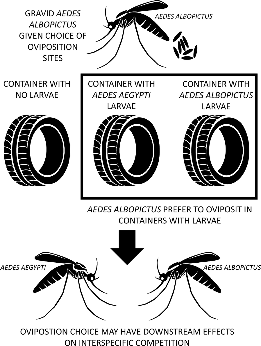 oviposition Oviposition site attraction of Aedes albopictus to sites with conspecific  and heterospecific larvae during an ongoing invasion in Medellín, Colombia  | Parasites & Vectors | Full Text