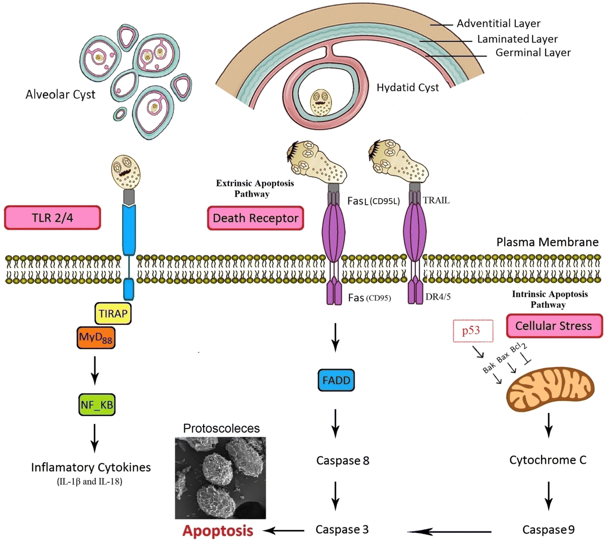 Human alveolar echinococcosis–global, regional, and national annual  incidence and prevalence rates - Clinical Microbiology and Infection, image size:1200x1073
