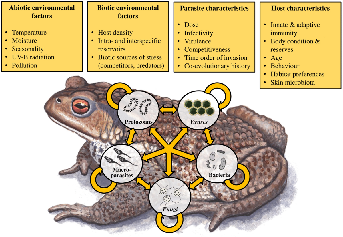Host–multiparasite interactions in amphibians: a review, Parasites &  Vectors