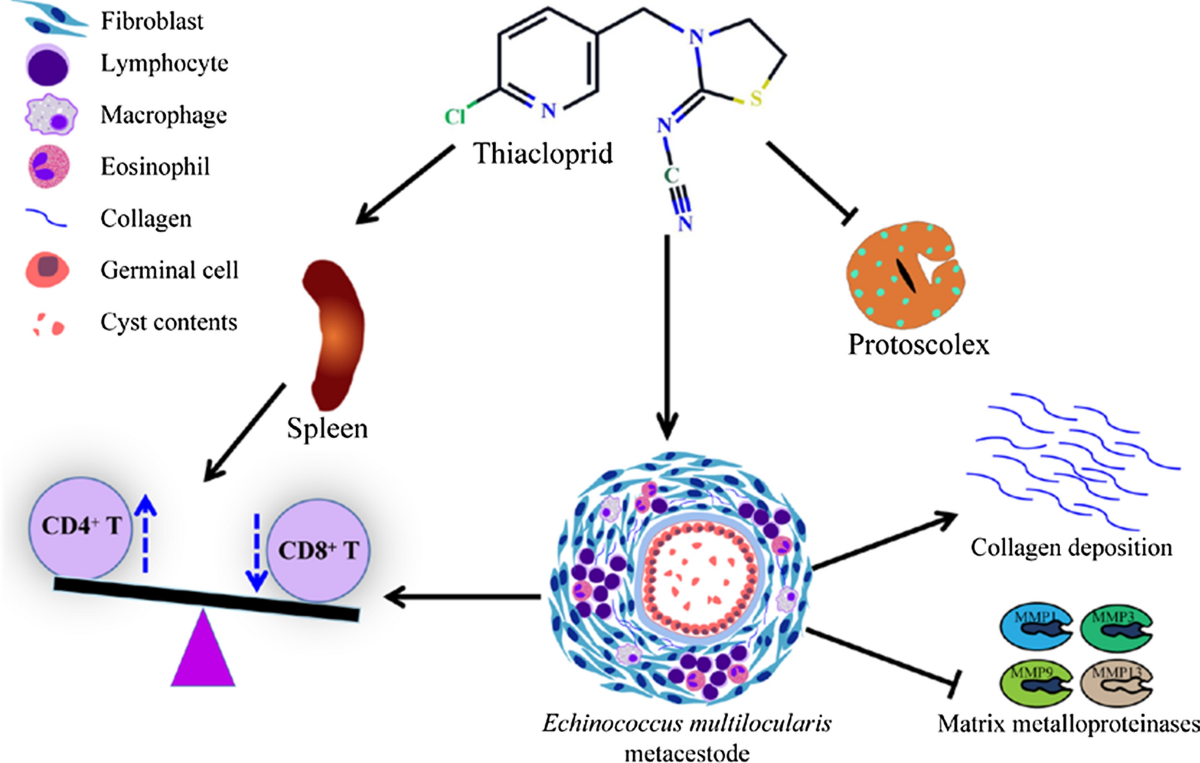 PPT - Echinococcus granulosus PowerPoint Presentation, free download -  ID:859904, image size:1200x763