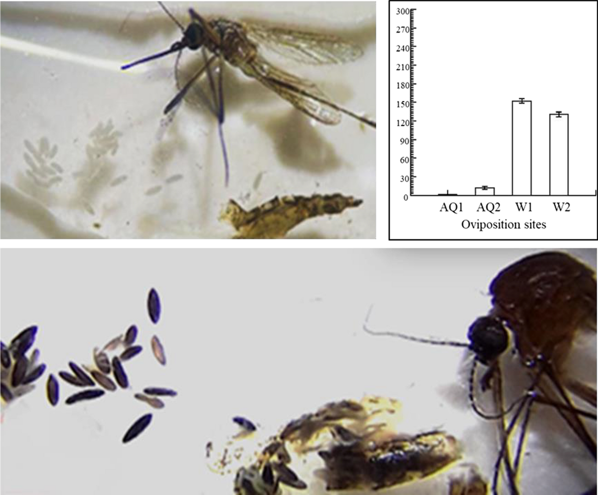 oviposition Aquatain® causes anti-oviposition, egg retention and oocyte melanization  and triggers female death in Aedes aegypti | Parasites & Vectors | Full Text