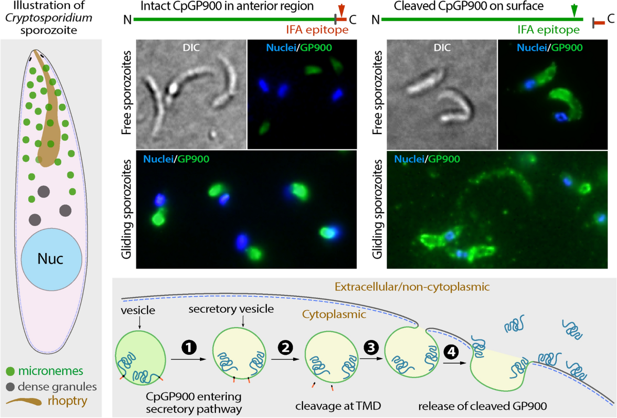 The mucin-like, secretory type-I transmembrane glycoprotein GP900 in the  apicomplexan Cryptosporidium parvum is cleaved in the secretory pathway and  likely plays a lubrication role | Parasites & Vectors