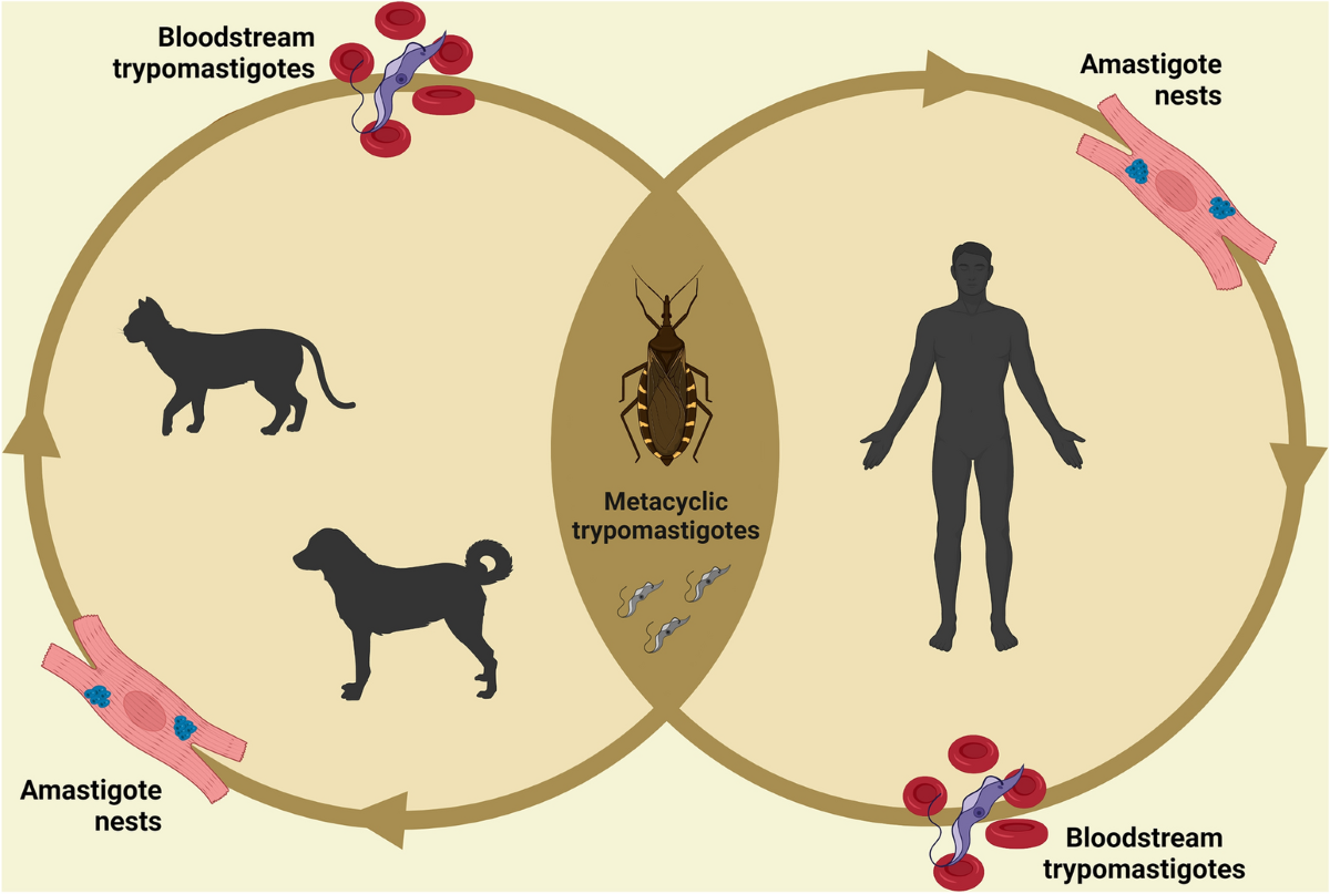 Technological advances in the serological diagnosis of Chagas disease in  dogs and cats: a systematic review | Parasites & Vectors | Full Text