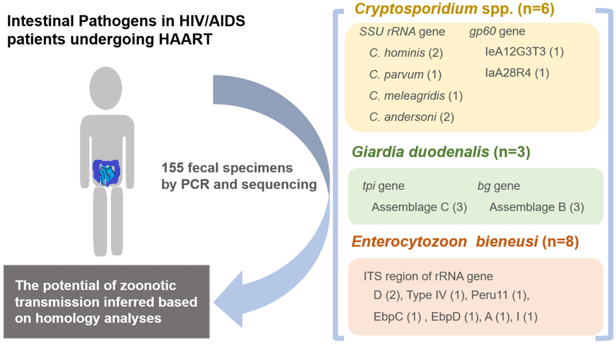 Molecular identification and genetic characteristics of Cryptosporidium  spp., Giardia duodenalis, and Enterocytozoon bieneusi in human  immunodeficiency virus/acquired immunodeficiency syndrome patients in  Shanghai, China | Parasites & Vectors ...