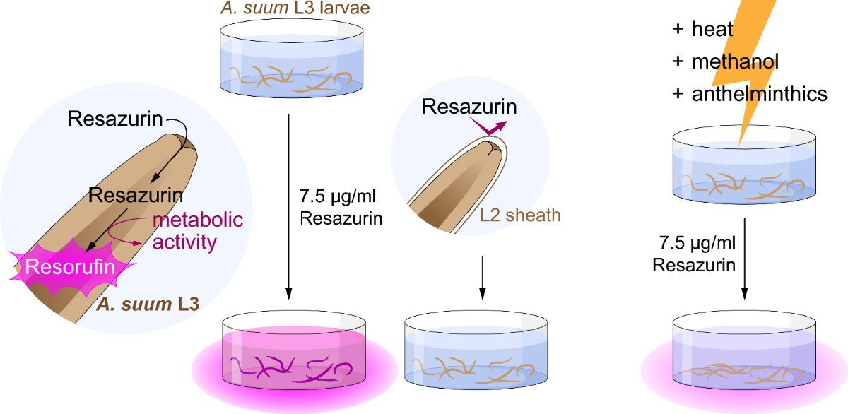 glutathione ascaris Quantifying metabolic activity of Ascaris suum L3 using resazurin reduction  | Parasites & Vectors