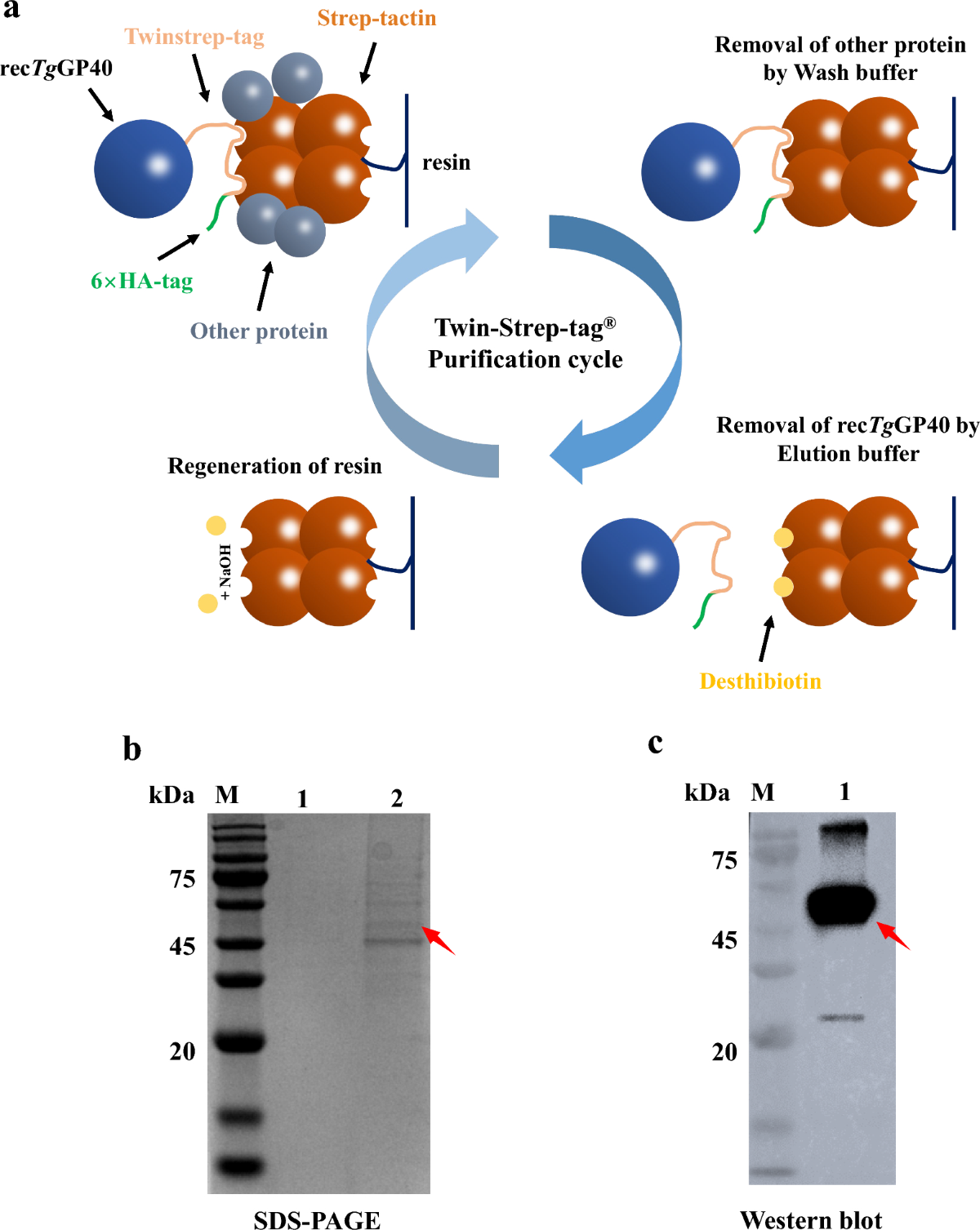 Stable expression of mucin glycoproteins GP40 and GP15 of Cryptosporidium  parvum in Toxoplasma gondii | Parasites & Vectors