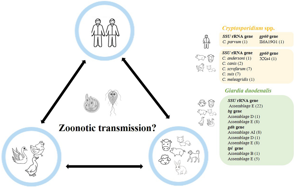 Molecular characterization and zoonotic potential of Cryptosporidium spp.  and Giardia duodenalis in humans and domestic animals in Heilongjiang  Province, China | Parasites & Vectors | Springer Nature Link