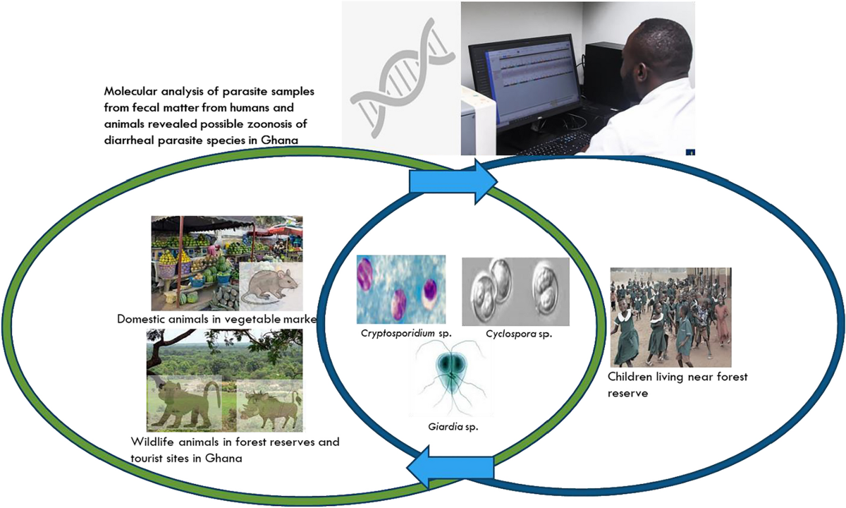 Enteric parasites Cyclospora cayetanensis and Cryptosporidium hominis in  domestic and wildlife animals in Ghana | Parasites & Vectors | Springer  Nature Link