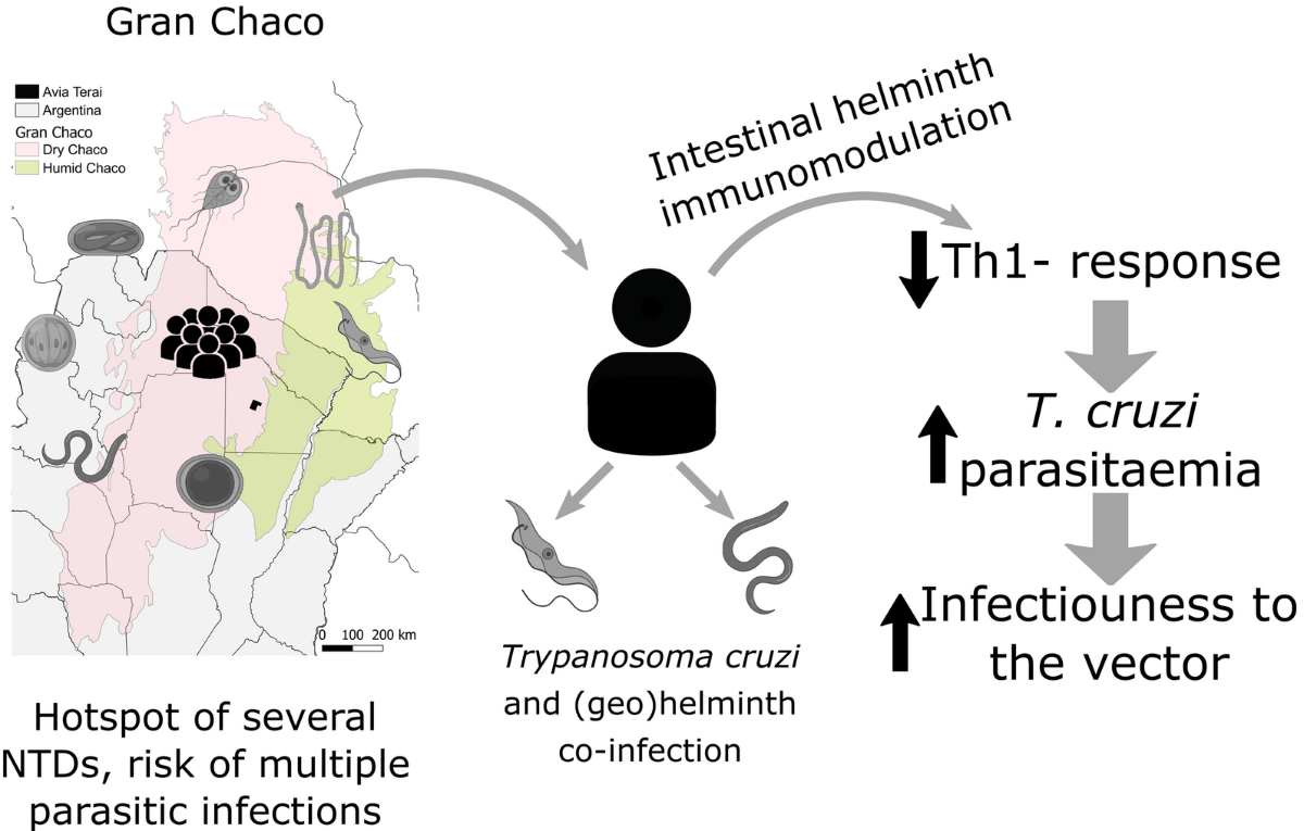 Humans seropositive for Trypanosoma cruzi co-infected with intestinal  helminths have higher infectiousness, parasitaemia and Th2-type response in  the Argentine Chaco | Parasites & Vectors | Springer Nature Link