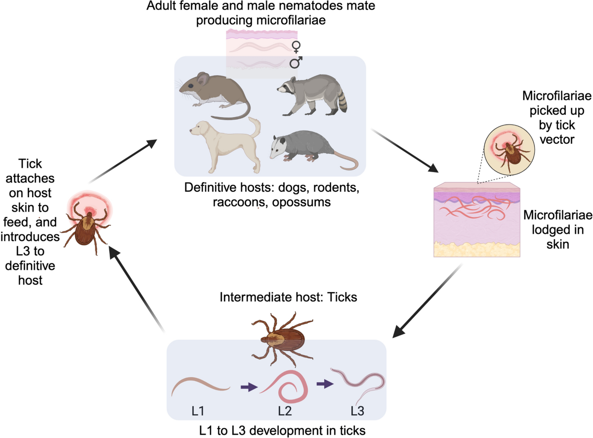 A review of filarial nematodes parasitizing tick vectors: unraveling global  patterns in species diversity, host associations, and interactions with tick-borne  pathogens | Parasites & Vectors | Springer Nature Link