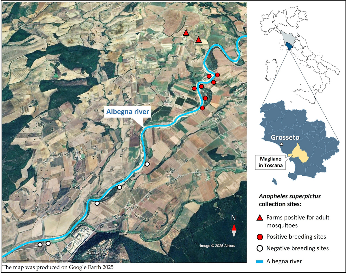 Cartography and Breaking News: Mapping the Great Siege of Malta |  Renaissance Quarterly | Cambridge Core, image size:1200x948