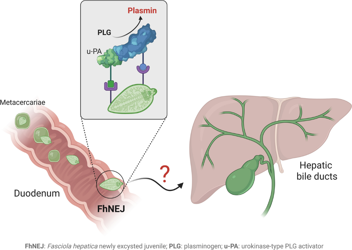 Fascioliosis in Ruminants, image size:1200x851