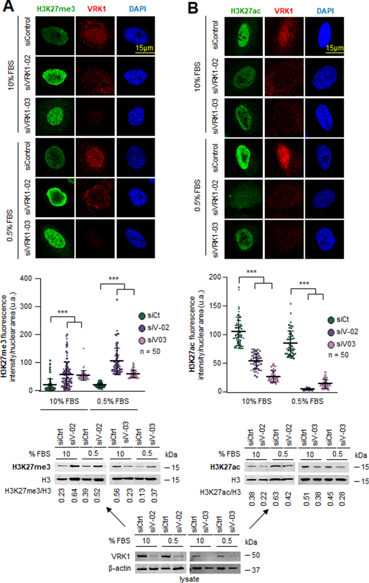 The pattern of histone H3 epigenetic posttranslational modifications is regulated by the VRK1 chromatin kinase | Epigenetics & Chromatin | Full Text the-pattern-of-histone-h3-epigenetic-posttranslational-modifications-is-regulated-by-the-vrk1-chromatin-kinase-epigenetics-chromatin-full-text