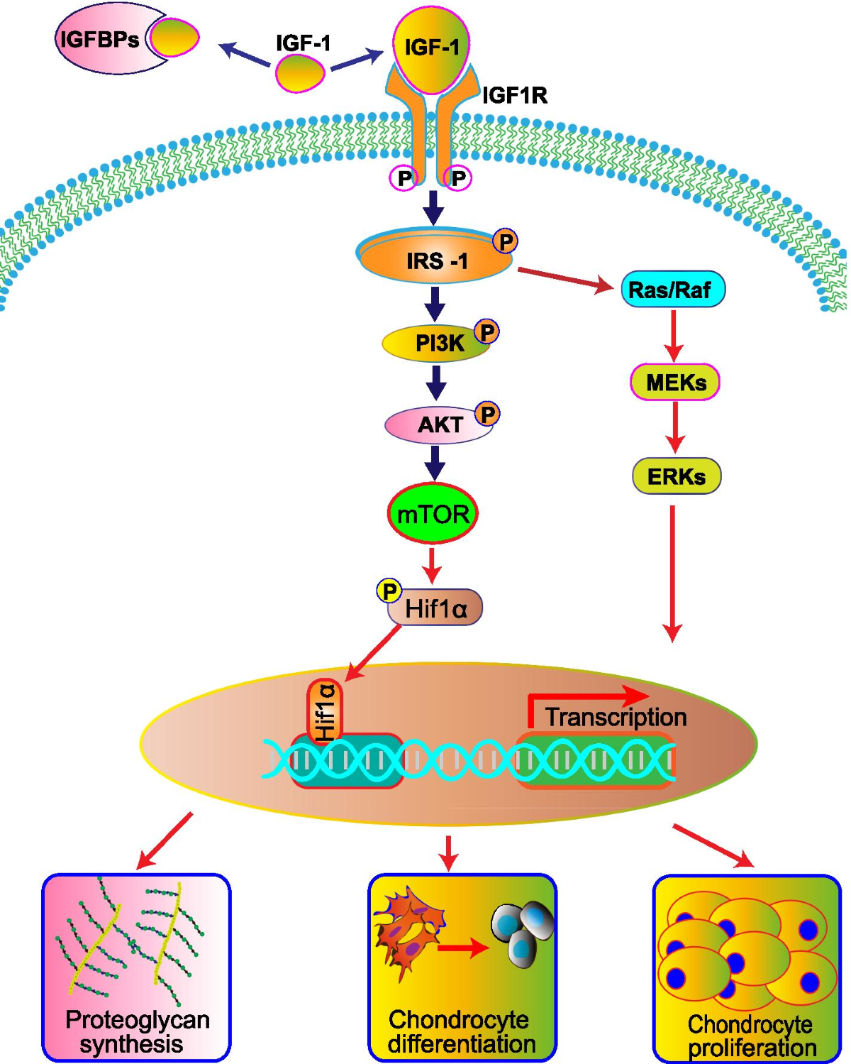 igf 1 lr3 bone growth Insulin-like growth factor-1 in articular cartilage repair for  osteoarthritis treatment | Arthritis Research & Therapy