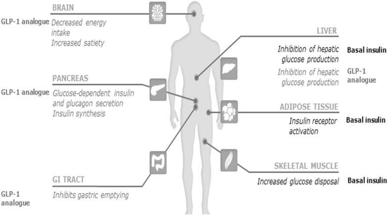 insulin and glp 1 combo Combination of basal insulin and GLP-1 receptor agonist: is this the end of  basal insulin alone in the treatment of type 2 diabetes? | Diabetology &  Metabolic Syndrome