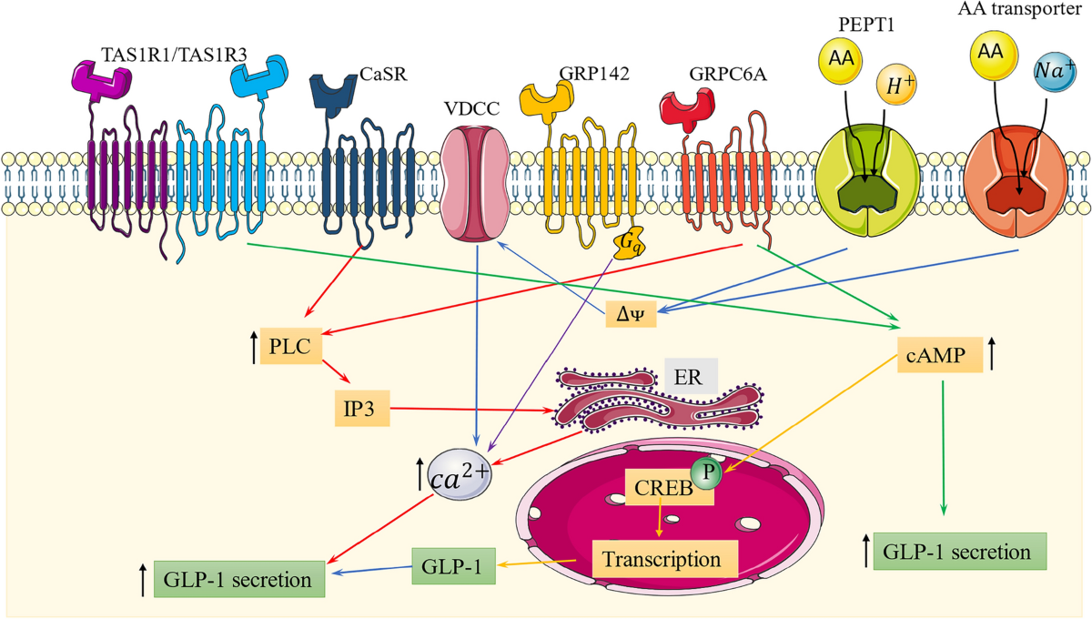 ifmagic glp-1 pro reviews Unlocking the multifaceted roles of GLP-1: Physiological functions and  therapeutic potential