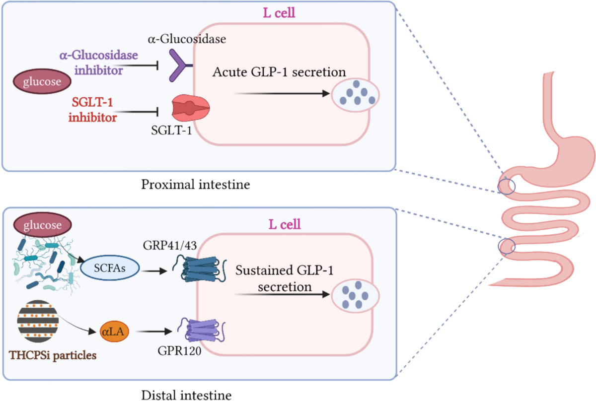 glp 1 l cells GLP-1-based therapies for type 2 diabetes: from single, dual and triple  agonists to endogenous GLP-1 production and L-cell differentiation |  Diabetology & Metabolic Syndrome