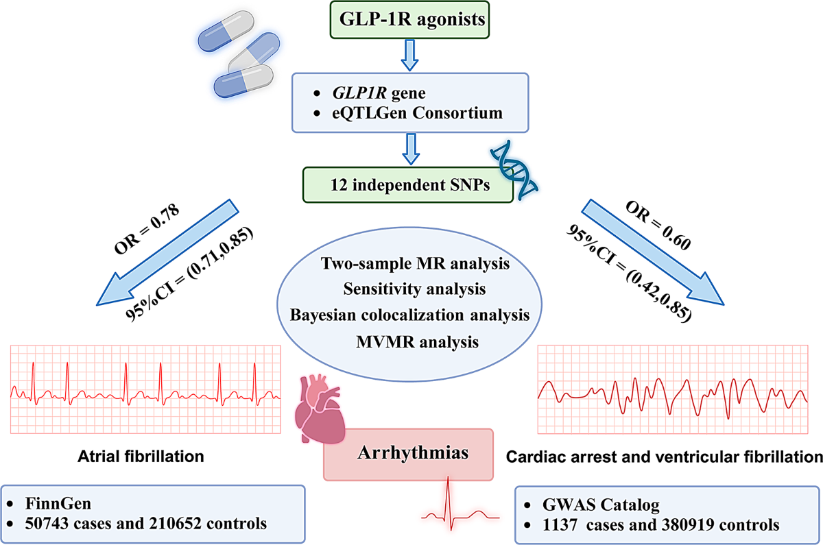 glp-1 atrial fibrillation Association of glucagon-like peptide-1 receptor agonists with atrial  fibrillation, cardiac arrest, and ventricular fibrillation: Casual evidence  from a drug target Mendelian randomization | Diabetology & Metabolic  Syndrome