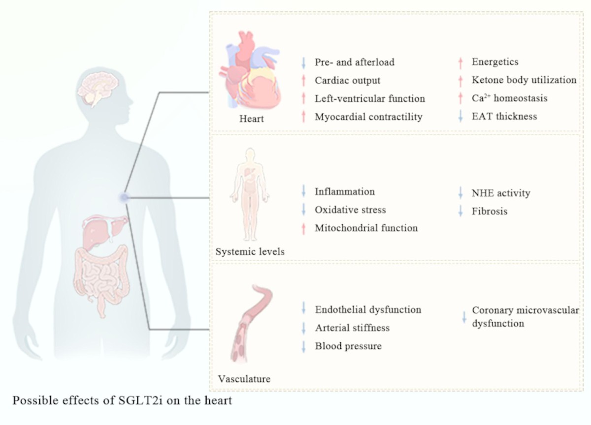 l-carnitine ejection fraction Heart failure with preserved ejection fraction and obesity: emerging metabolic therapeutic strategies | Diabetology & Metabolic Syndrome