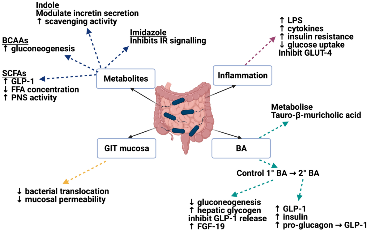agonistas de la glp 1 Beneficios cardiovasculares de los agonistas del receptor del péptido 1  similar al glucagón